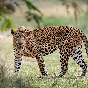 Leopard at yala