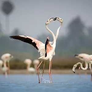 Bird at yala