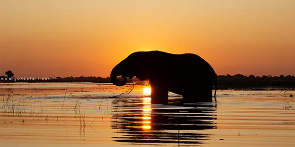 Elephant at yala